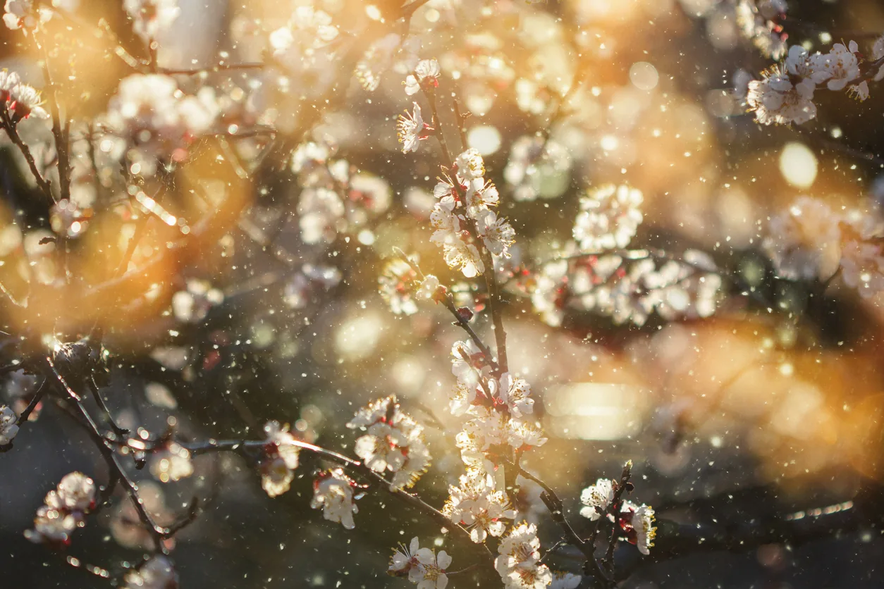 Pollen floating through flowering tree branches in sunlight