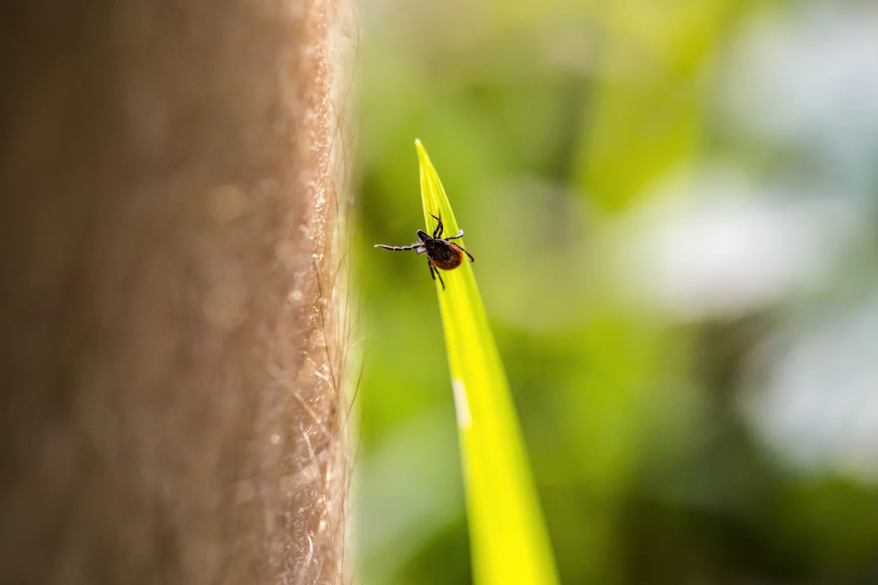 Tick on a blade of grass — Lyme disease vector